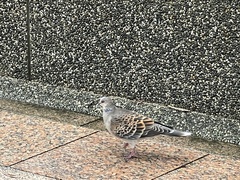 Streptopelia orientalis