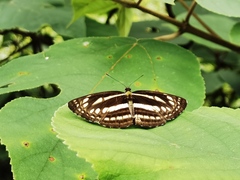 Neptis