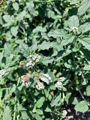 Heliotropium europaeum