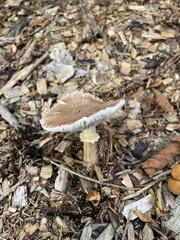 Stropharia