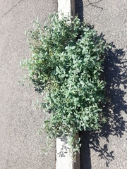 Heliotropium europaeum