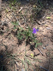 Glandularia wrightii