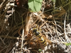 Vespula germanica
