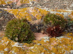 Armeria berlengensis