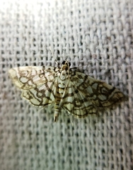 Lygropia rivulalis