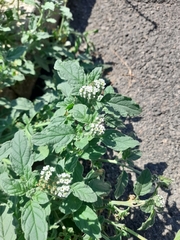 Heliotropium europaeum