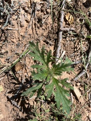 Glandularia wrightii