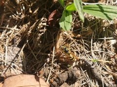 Vespula germanica