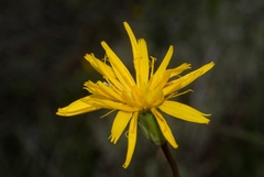 Scorzonera laciniata