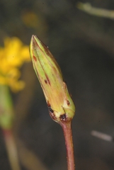 Scorzonera laciniata