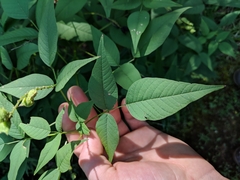 Orbexilum onobrychis