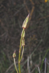 Scorzonera laciniata