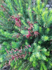 Erica plukenetii