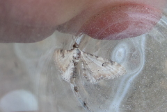 Eupithecia centaureata