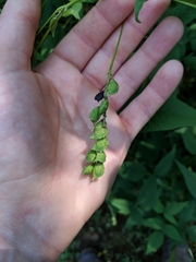 Orbexilum onobrychis