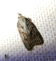 Platynota idaeusalis