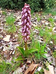 Himantoglossum robertianum
