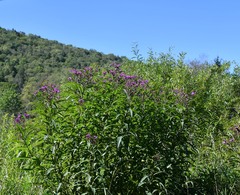 Vernonia gigantea
