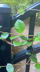 Trachelospermum asiaticum