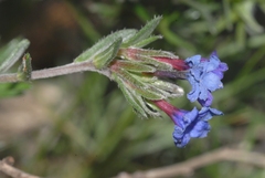 Lithodora fruticosa