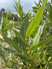 Salix lucida