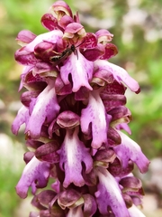 Himantoglossum robertianum