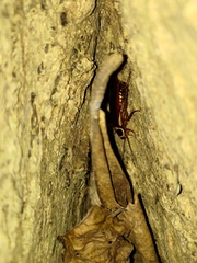 Periplaneta australasiae