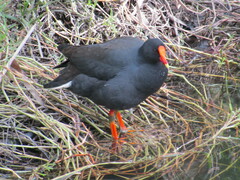 Gallinula tenebrosa