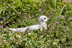 Ichthyaetus melanocephalus