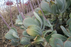 Cotyledon