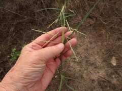 Sporobolus cryptandrus