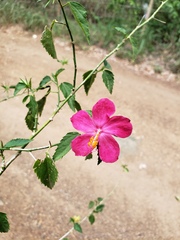 Hibiscus phoeniceus
