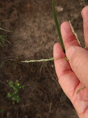 Sporobolus cryptandrus