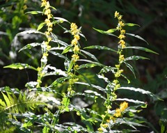 Solidago curtisii