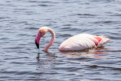Phoenicopterus roseus