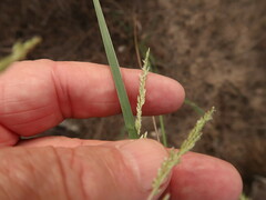 Sporobolus cryptandrus