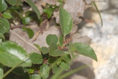 Rhamnus saxatilis