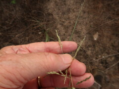 Sporobolus cryptandrus