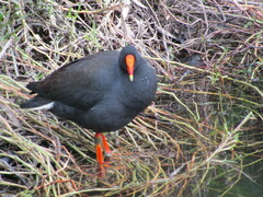 Gallinula tenebrosa