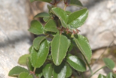 Rhamnus saxatilis