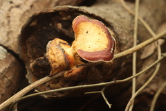 Auricularia polytricha