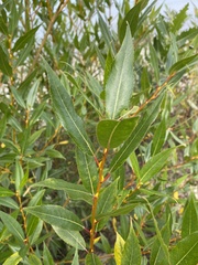 Salix lucida