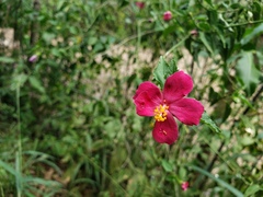 Hibiscus phoeniceus