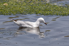 Chroicocephalus genei