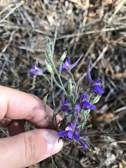 Delphinium consolida