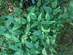 Orbexilum onobrychis