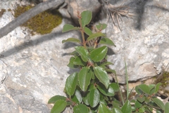 Rhamnus saxatilis