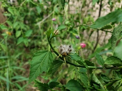 Hibiscus phoeniceus