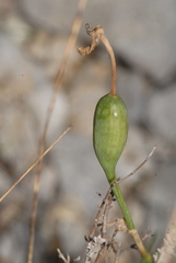 Narcissus assoanus