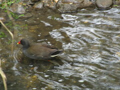 Gallinula tenebrosa